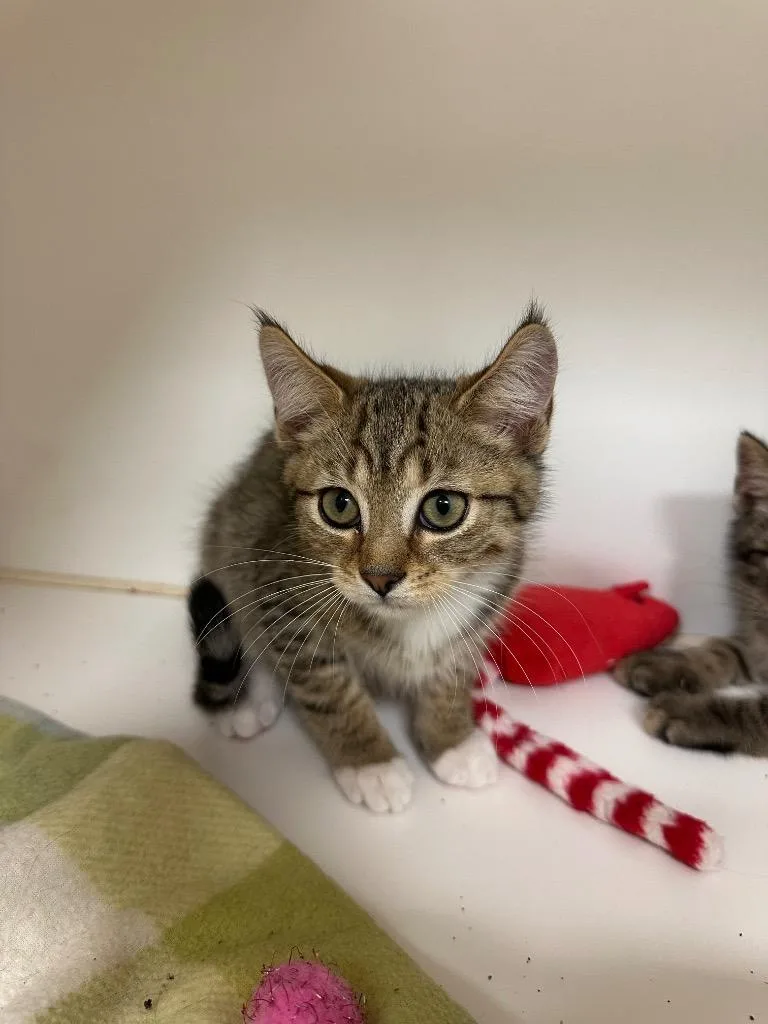 A baby small-sized male Domestic Short Hair cat named Jordan for adoption in Johnson City, TN