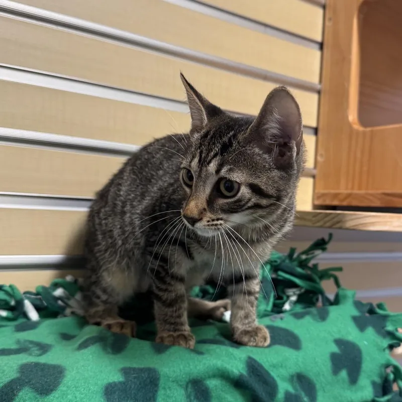 A baby small-sized female Brown / Chocolate Domestic Short Hair cat named Pikachu for adoption in Naples, FL