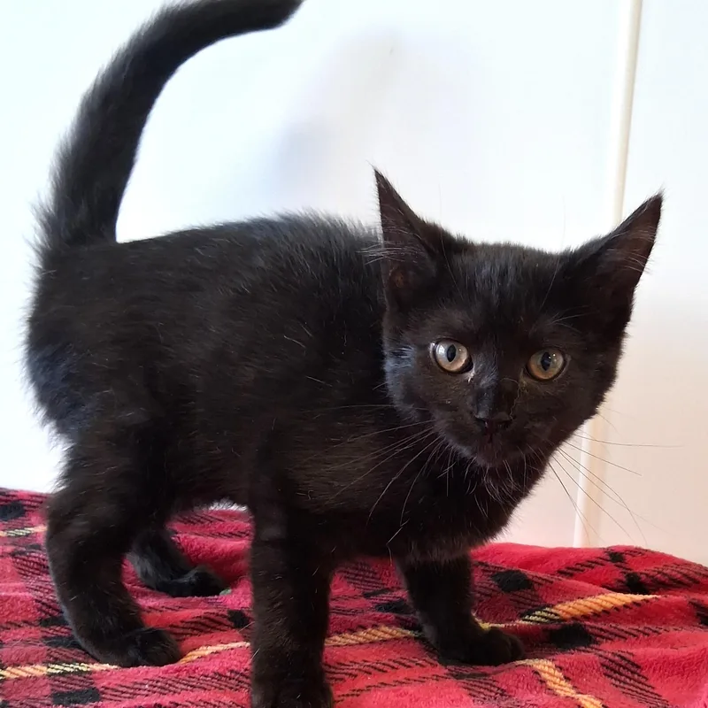 A young small-sized female Black Domestic Short Hair cat named Chickadee for adoption in Belmont, NY