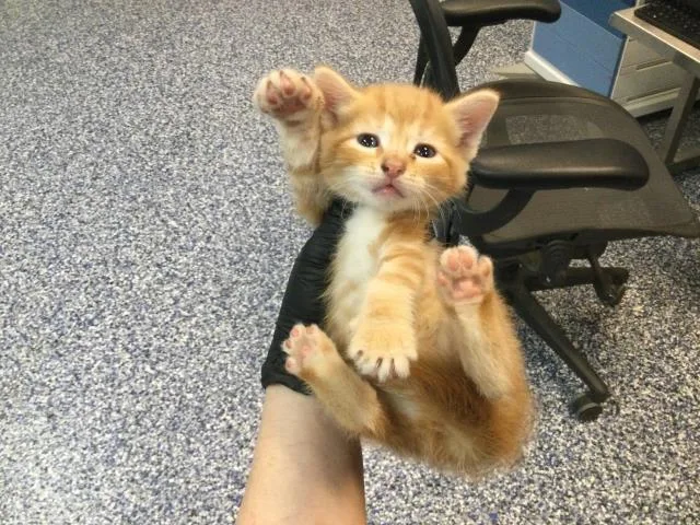 A baby small-sized male Domestic Short Hair cat named A for adoption in Thousand Palms, CA