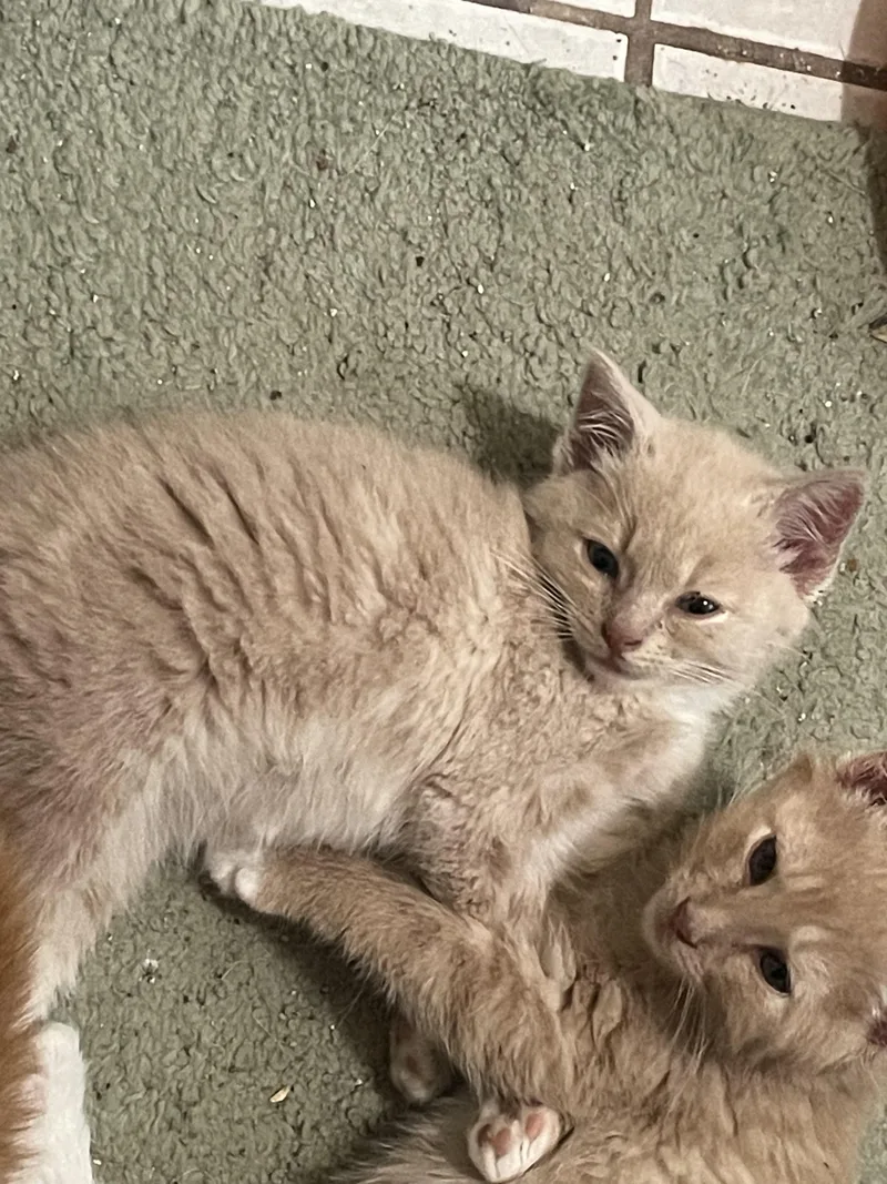 Benny