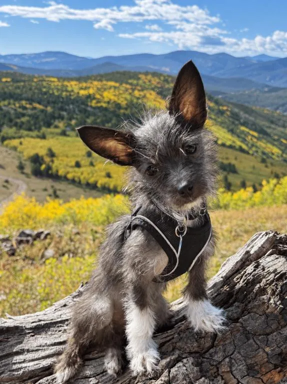 A young small-sized female Chihuahua dog named Roo for adoption in Mead, CO