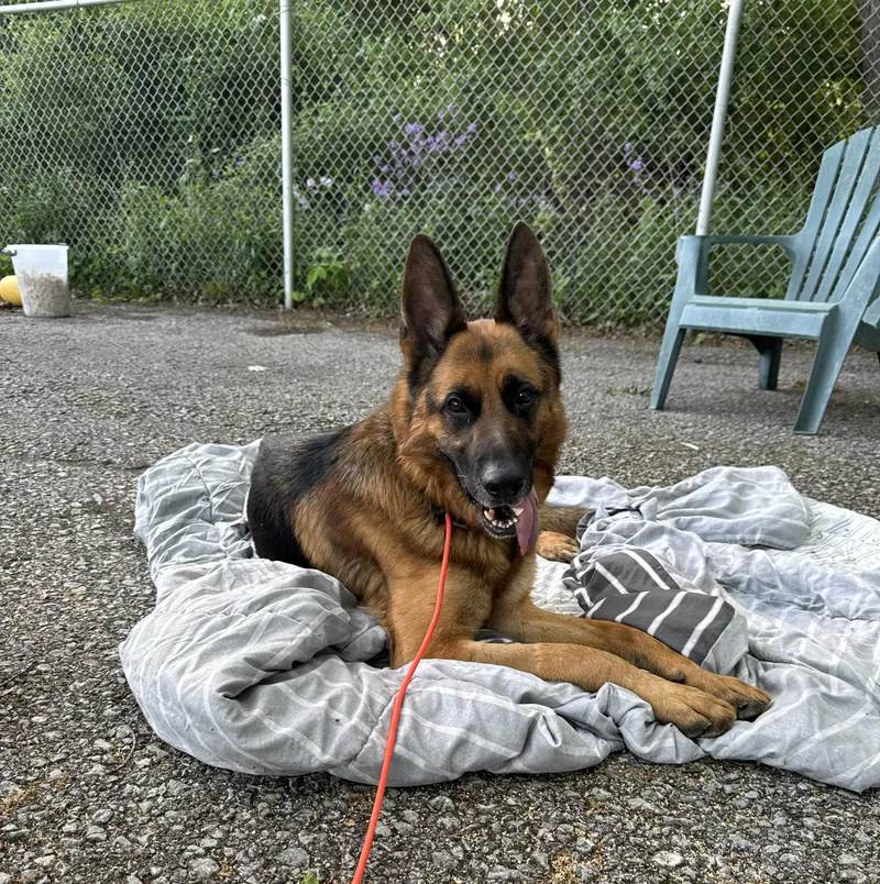 An adult large-sized male German Shepherd Dog dog named Titus for adoption in Hermitage, PA