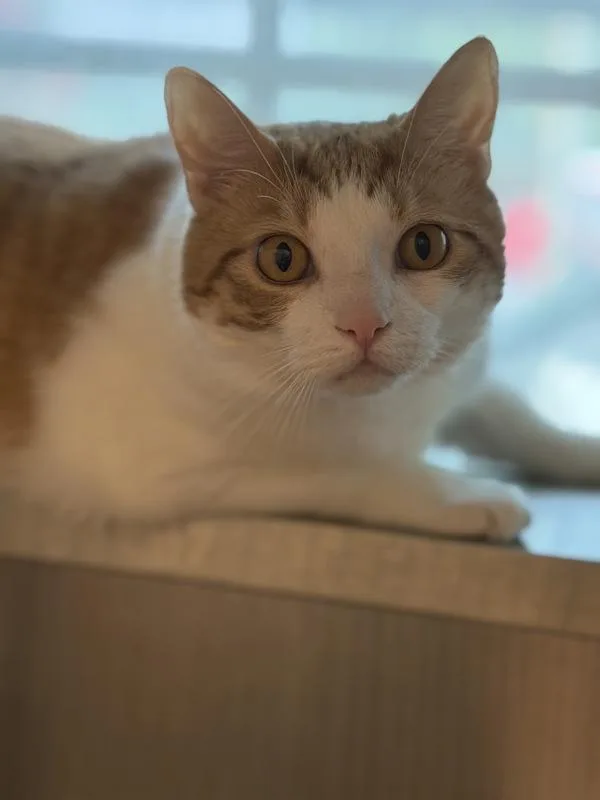 An adult medium-sized male Domestic Short Hair cat named PooPoo for adoption in Stratham, NH