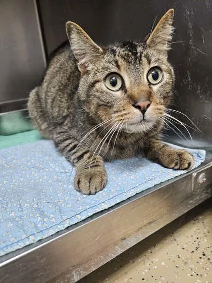 An adult medium-sized male Domestic Short Hair cat named Harold for adoption in Sullivan, IN