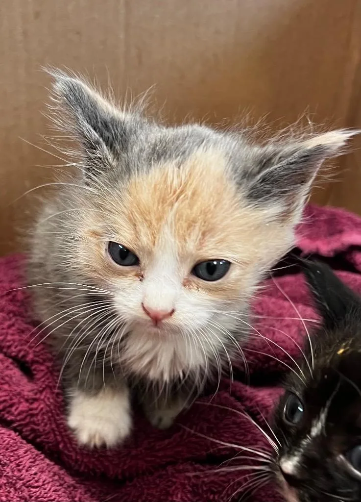A baby small-sized female Domestic Short Hair cat named Bronte for adoption in Newnan, GA