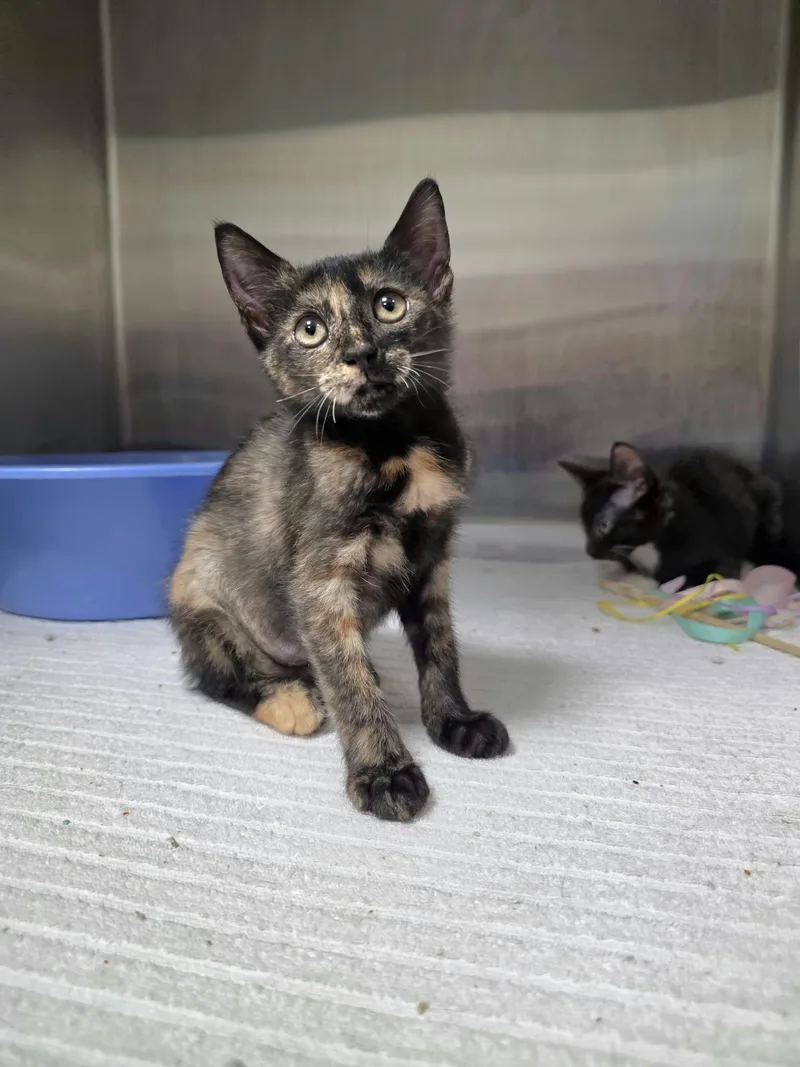A baby medium-sized female Tortoiseshell Domestic Short Hair cat named Fizzlepop for adoption in Umatilla, FL