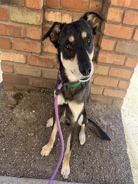 A young large-sized male German Shepherd Dog dog named Andy for adoption in Phoenix, AZ