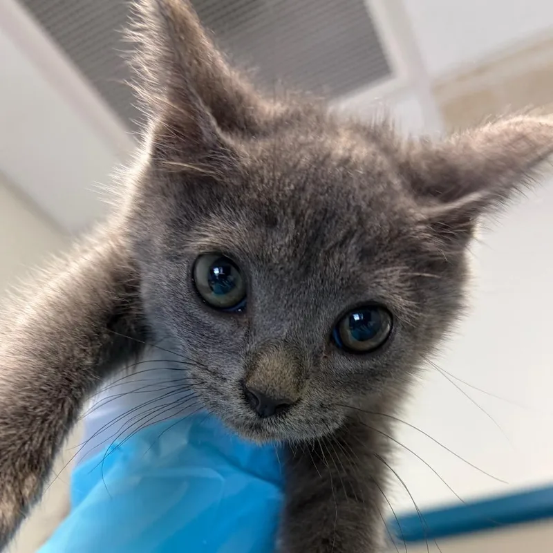 Magnolia