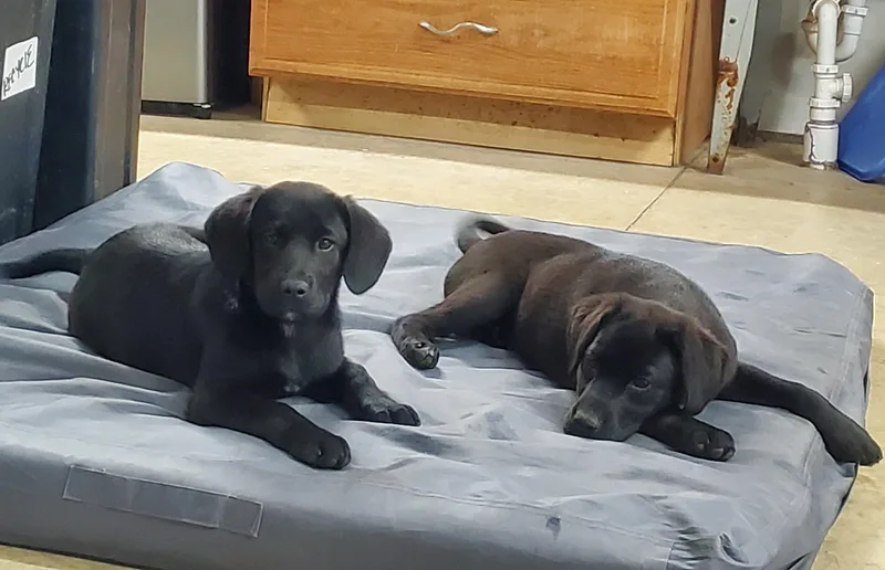 A baby medium-sized male Black Labrador Retriever dog named Super Mario for adoption in White Lake, MI