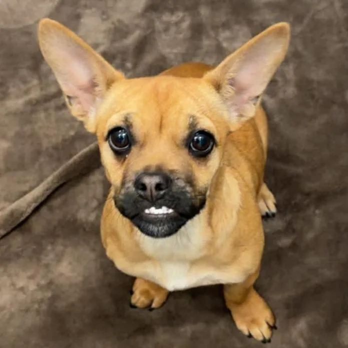 A baby small-sized female Yellow / Tan / Blond / Fawn Mixed Breed dog named Teefs for adoption in Hailey, ID