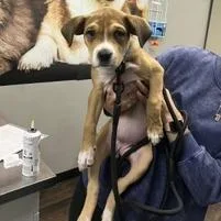A baby small-sized female Boxer dog named Lucky Williams for adoption in St. Louis, MO