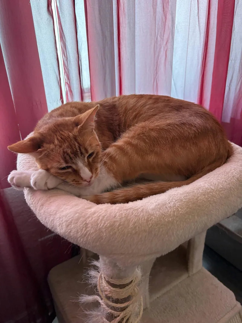 Butternut thumbnail 3