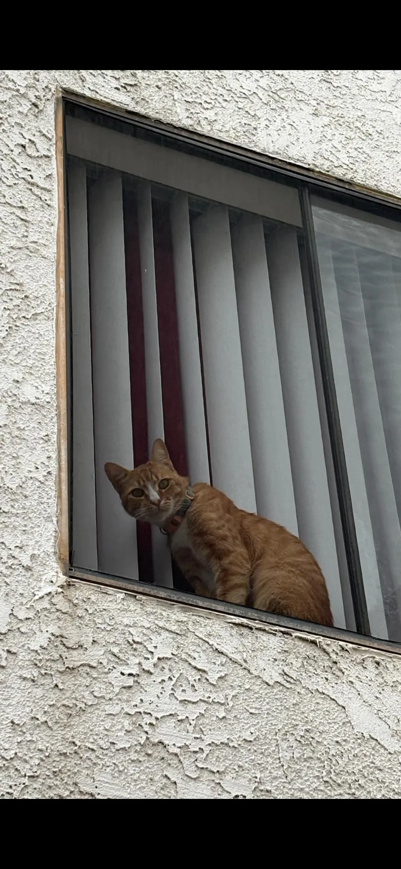 Butternut thumbnail 5