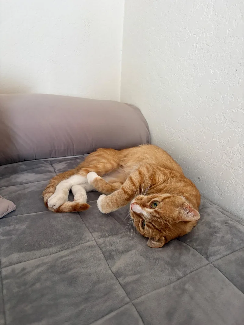 Butternut thumbnail 6