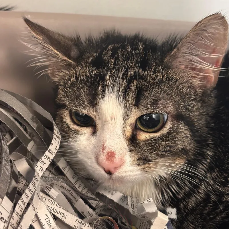 A baby small-sized male Brown / Chocolate Domestic Short Hair cat named Gabe for adoption in Philadelphia, PA