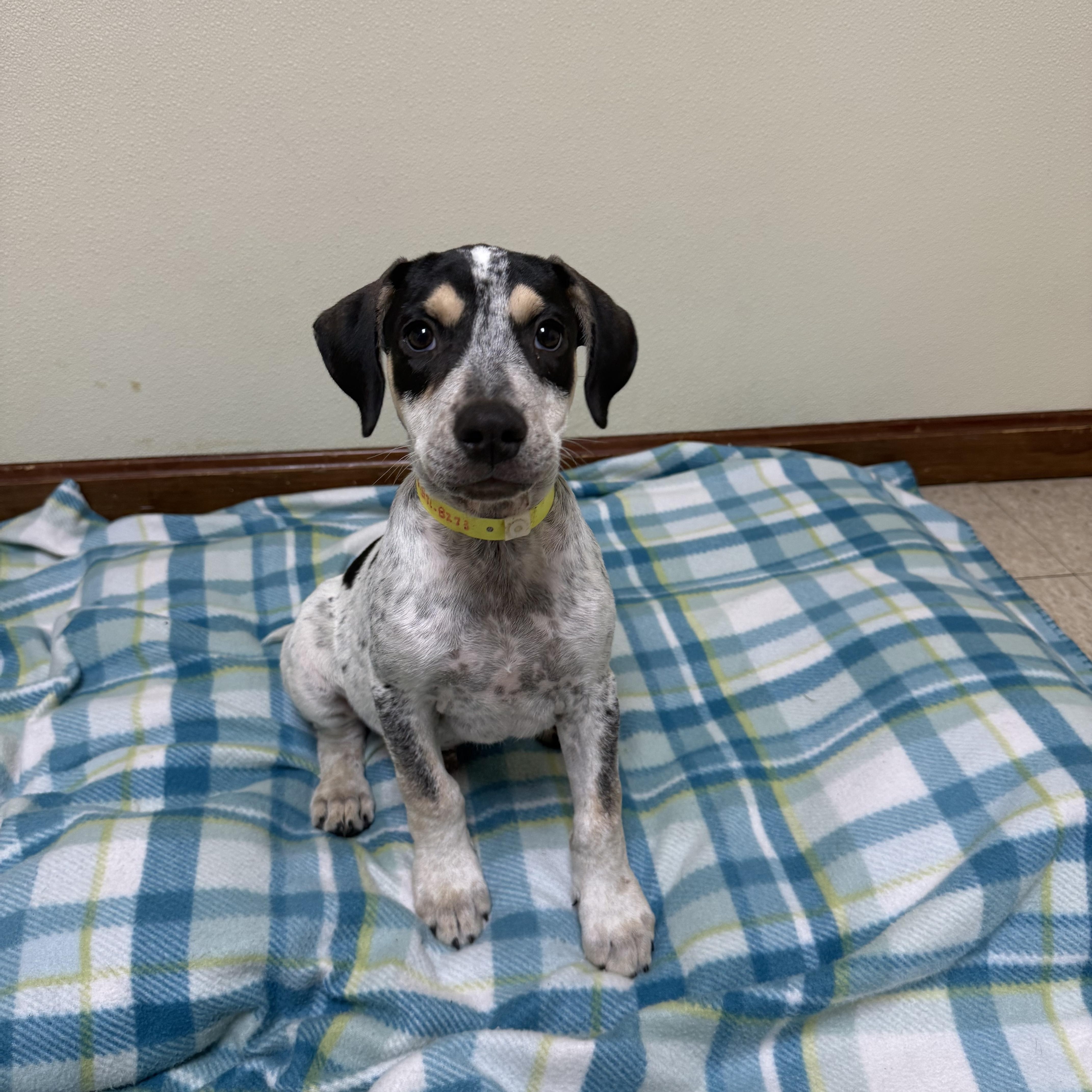 A baby medium-sized male White / Cream Hound dog named Cisco for adoption in Douglas, MA