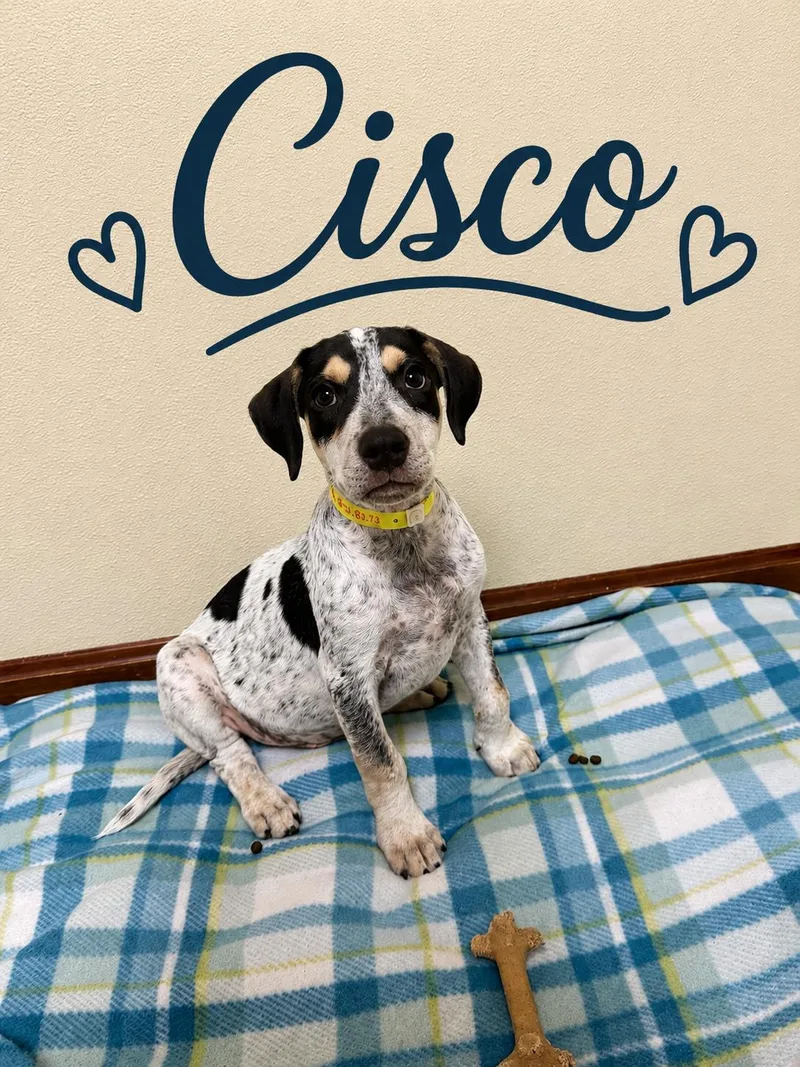 Cisco thumbnail 3