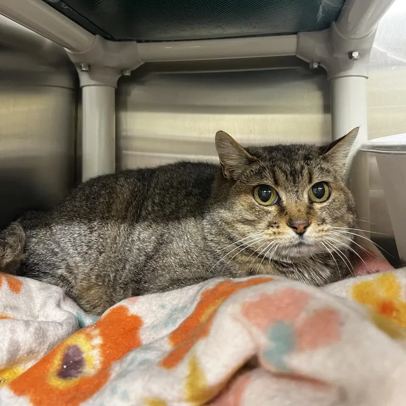 An adult small-sized female Brown / Chocolate Domestic Short Hair cat named Michelle for adoption in Harrisville, WV