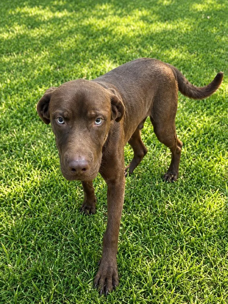 A young large-sized male Mixed Breed dog named Branch for adoption in Ocala, FL