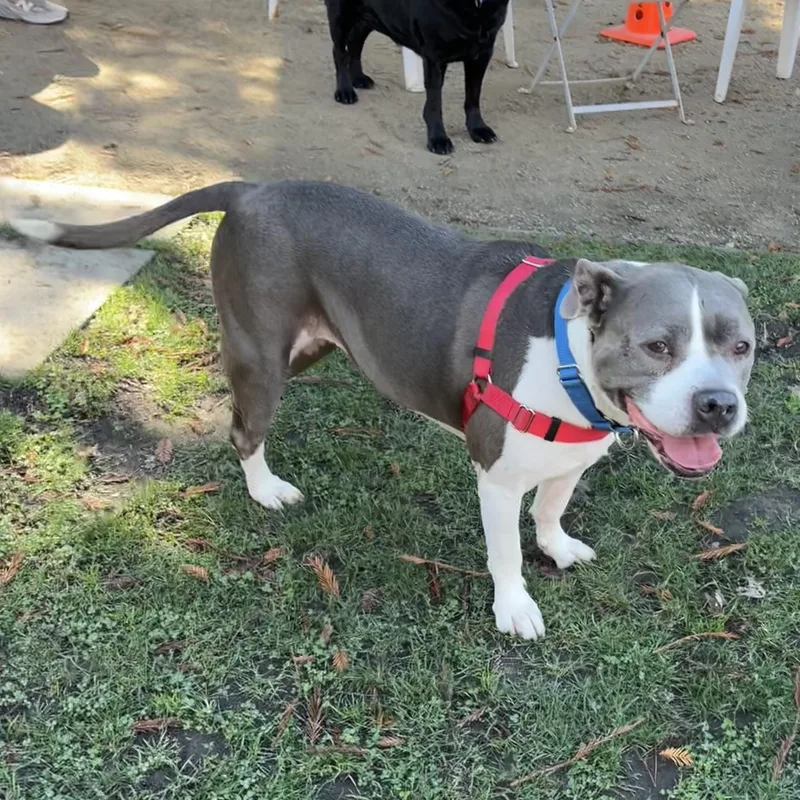 A senior medium-sized female Gray / Blue / Silver Pit Bull Terrier dog named Honey for adoption in Petaluma, CA