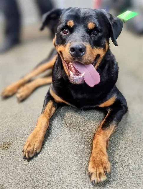 An adult large-sized male Rottweiler dog named Kevin for adoption in Jacksonville, FL