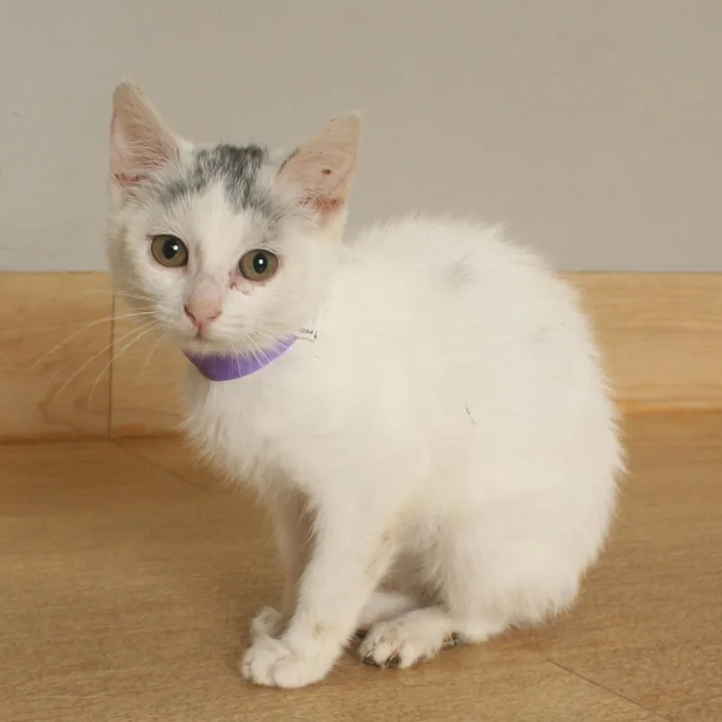 A baby small-sized female White Domestic Short Hair cat named Cumulus C for adoption in Minnetonka, MN