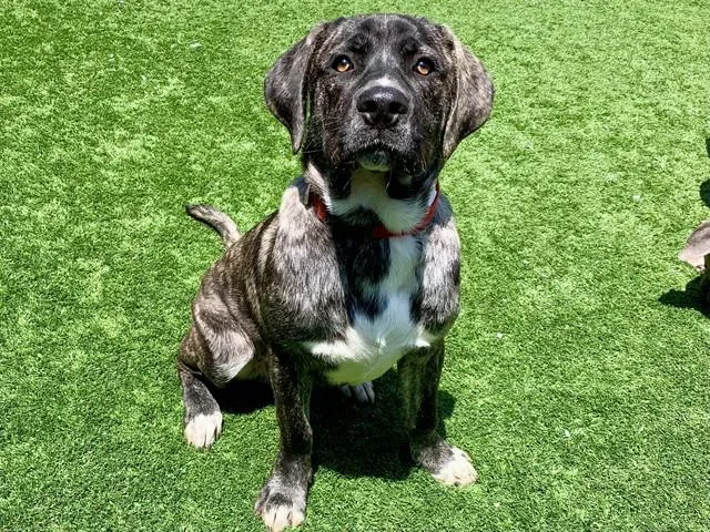 A young large-sized male Black Mastiff dog named Save Me Please Leonardo for adoption in San Marcos, CA