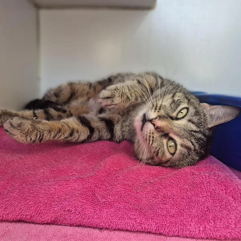 An adult medium-sized female Gray / Blue / Silver Domestic Short Hair cat named Bree for adoption in Weimar, CA