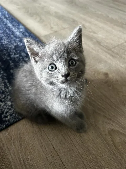 Hermione