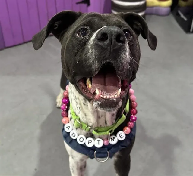 An adult medium-sized female Pit Bull Terrier dog named Hester for adoption in Tucson, AZ