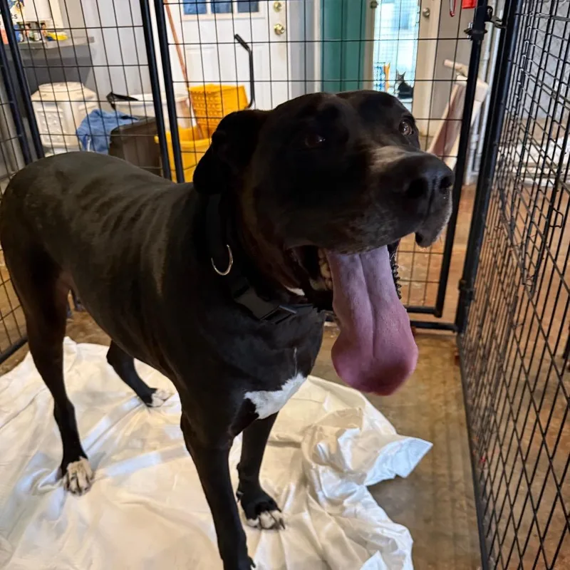 An adult extra large-sized male Black Great Dane dog named Odin for adoption in Wahiawa, HI