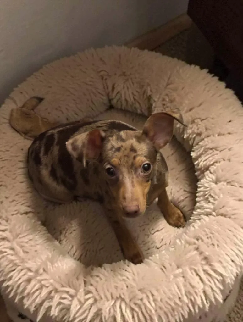 A baby small-sized male Harlequin Miniature Pinscher dog named Bo for adoption in San Antonio, TX