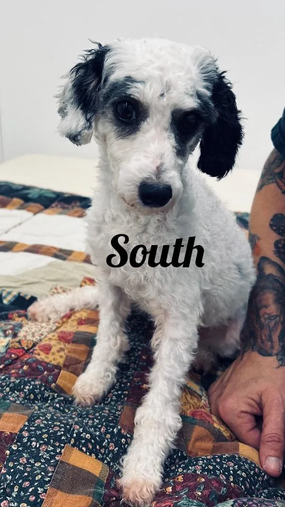 An adult small-sized female Poodle dog named South for adoption in Jacksonville, IL