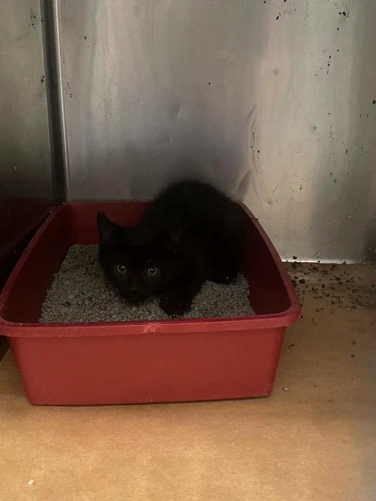 A baby large-sized male Domestic Short Hair cat named Flower for adoption in Cartersville , GA