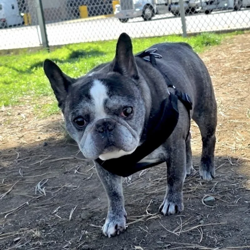 Louie aka Tato