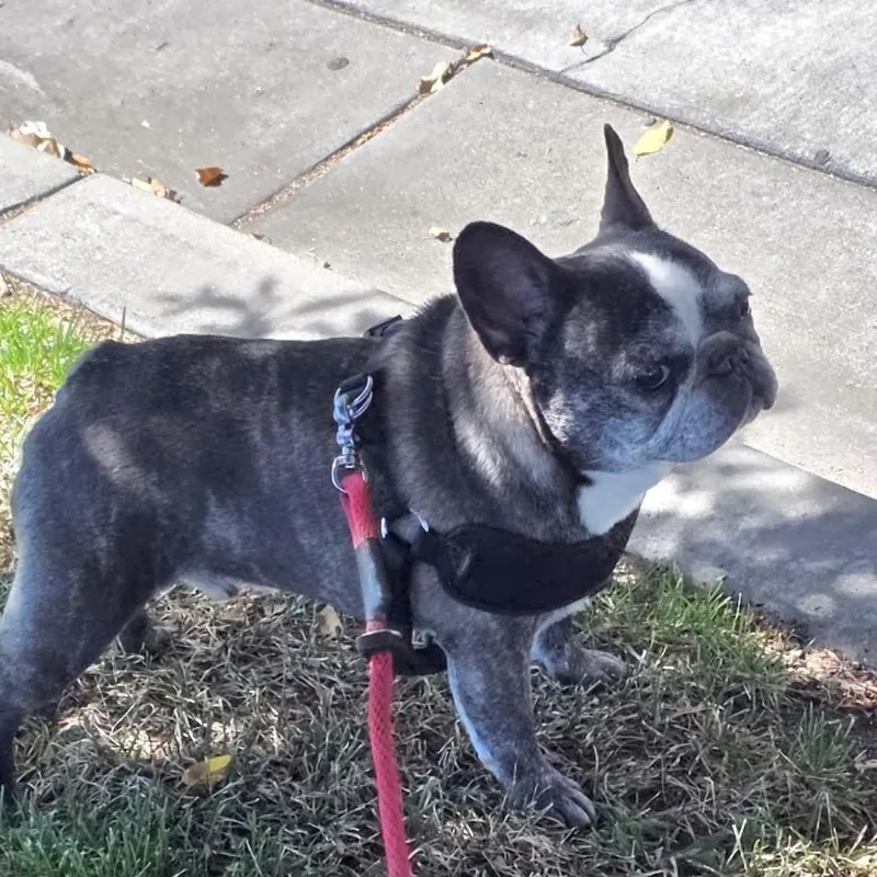 Louie aka Tato thumbnail 2