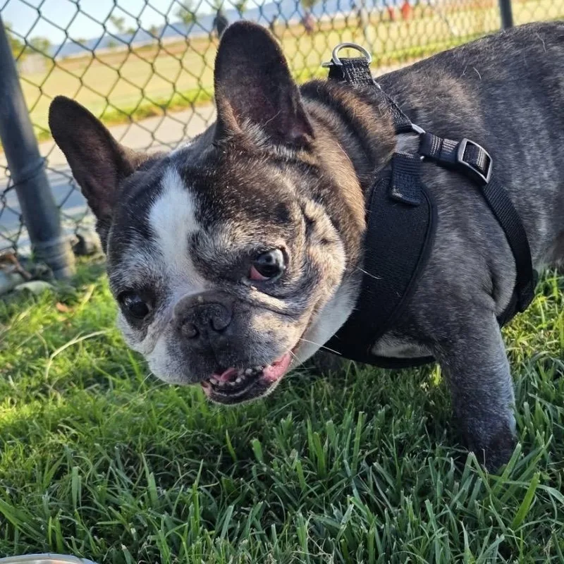 Louie aka Tato thumbnail 3