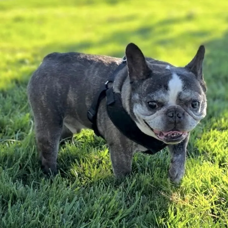 Louie aka Tato thumbnail 5