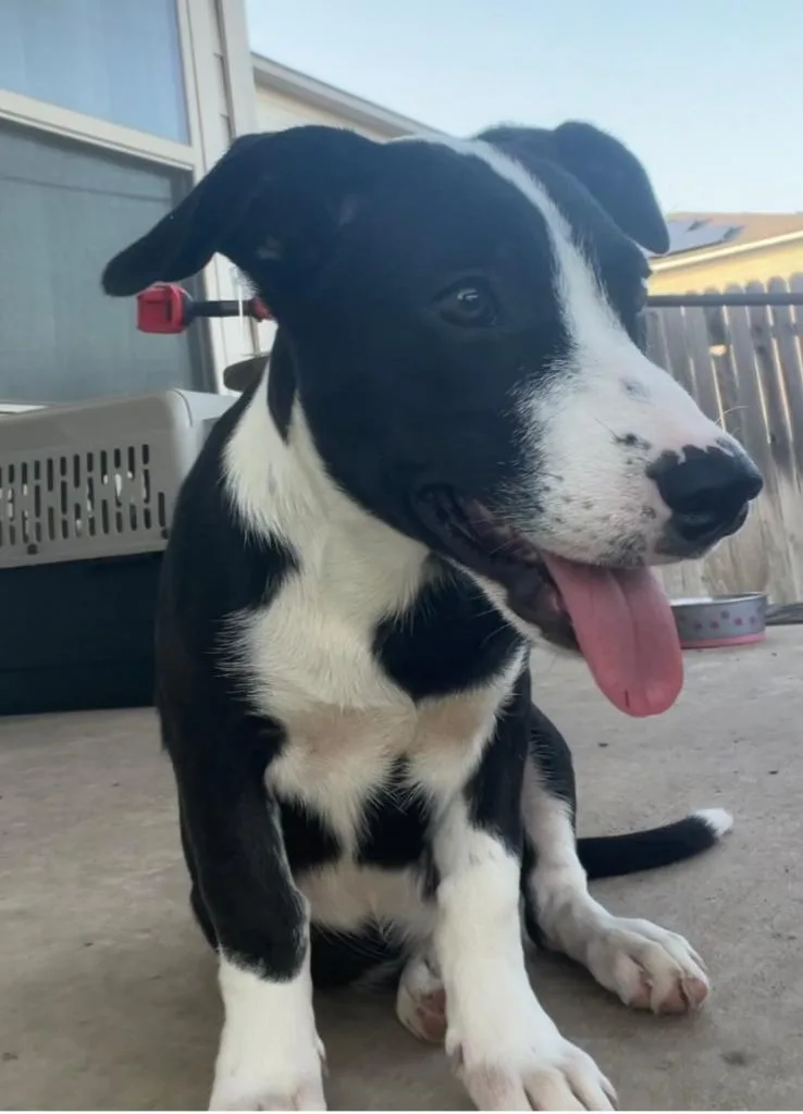 A baby medium-sized female Labrador Retriever dog named Plumeria for adoption in New Braunfels, TX
