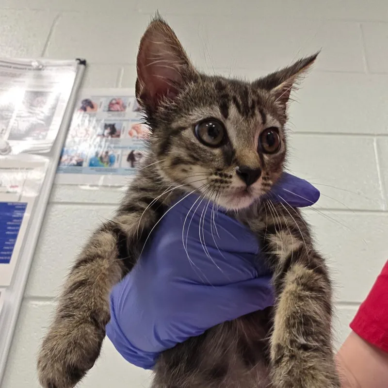 A baby small-sized male Gray / Blue / Silver Domestic Short Hair cat named Keebler for adoption in Chattanooga, TN