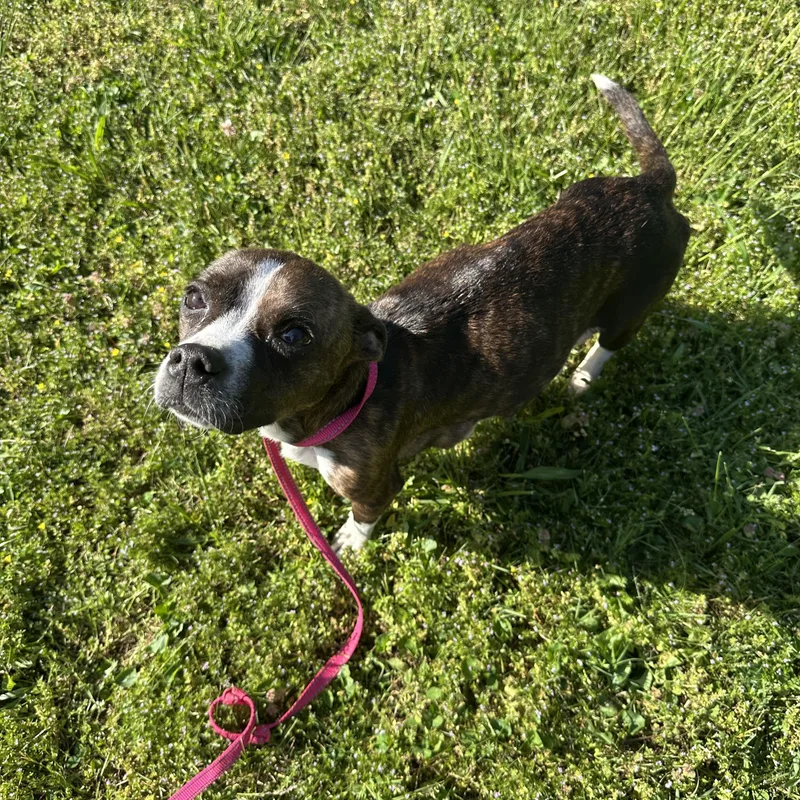 A young small-sized female Brindle Boston Terrier dog named Mama London “mother To for adoption in Mount Juliet, TN