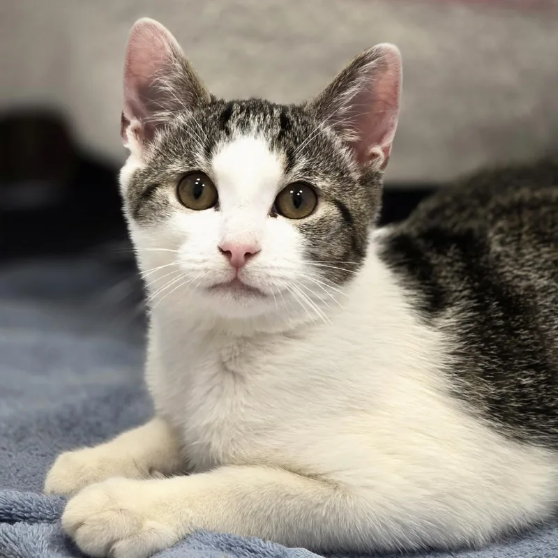 A baby medium-sized male Brown / Chocolate Domestic Short Hair cat named Mule for adoption in Cooperstown, NY
