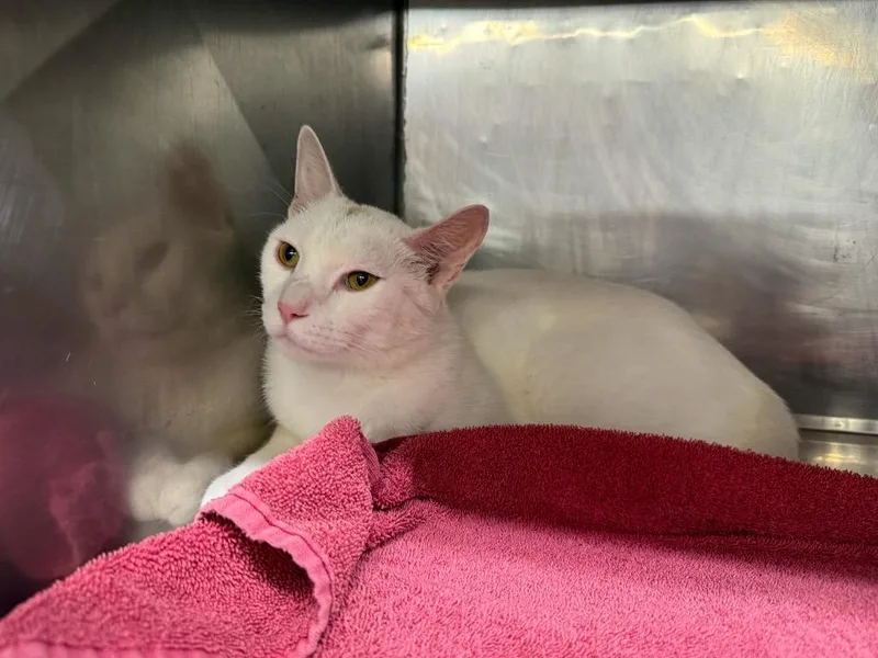 A young medium-sized male Domestic Short Hair cat named Sonny for adoption in Murray, KY
