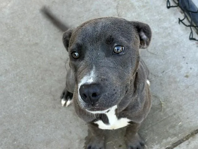 A young small-sized female Pit Bull Terrier dog named Sweets for adoption in Tulsa, OK