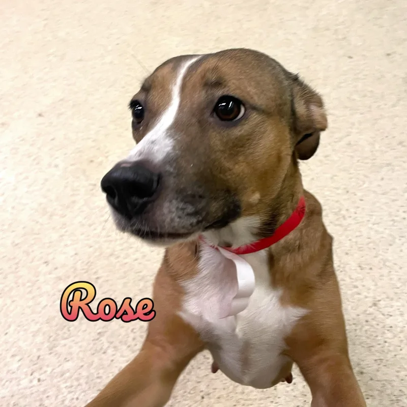 An adult medium-sized female Terrier dog named Rose for adoption in Muncie, IN
