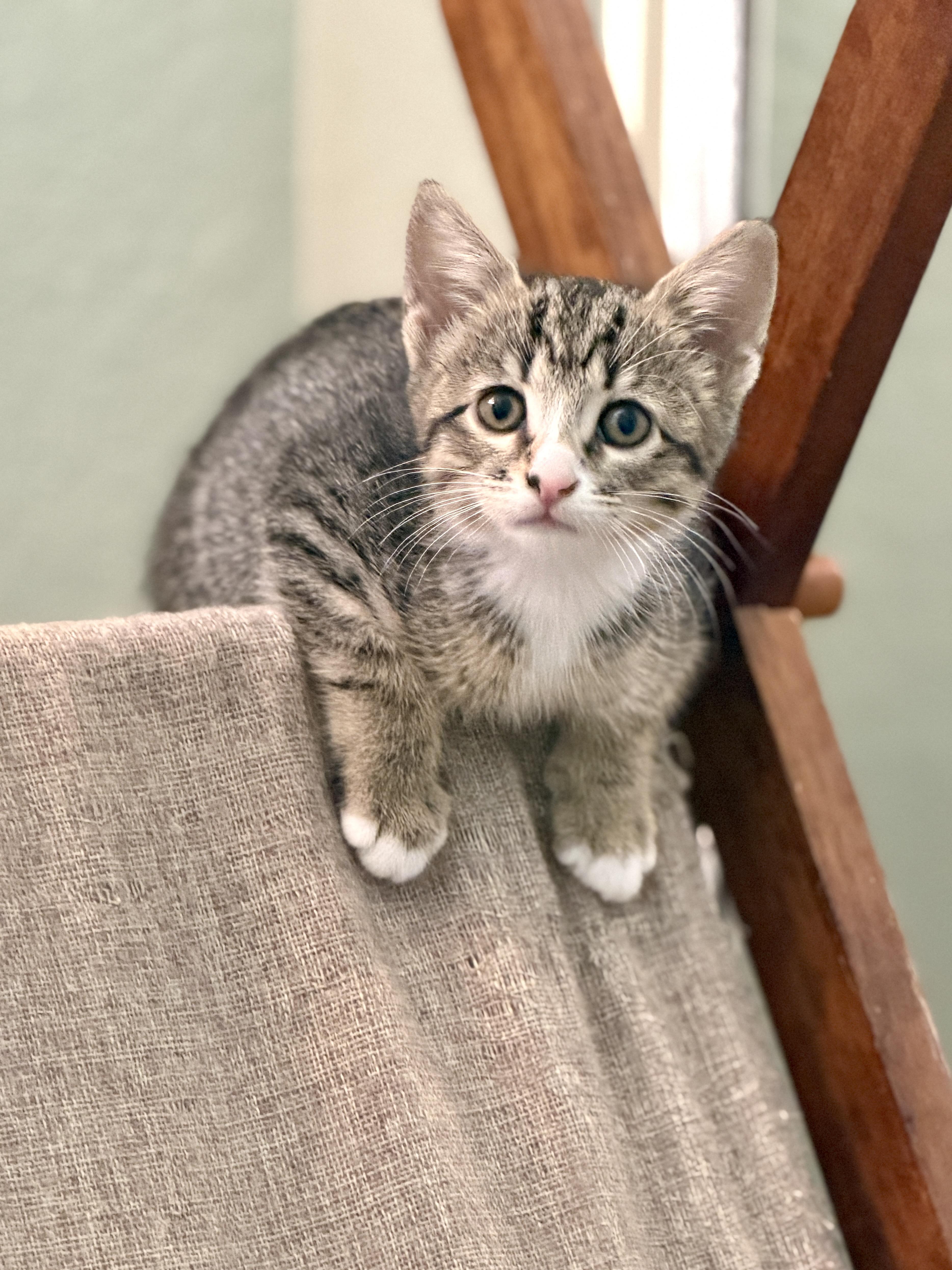 A young medium-sized female Tabby (Brown / Chocolate) Domestic Short Hair cat named Stormy for adoption in Mission Viejo, CA