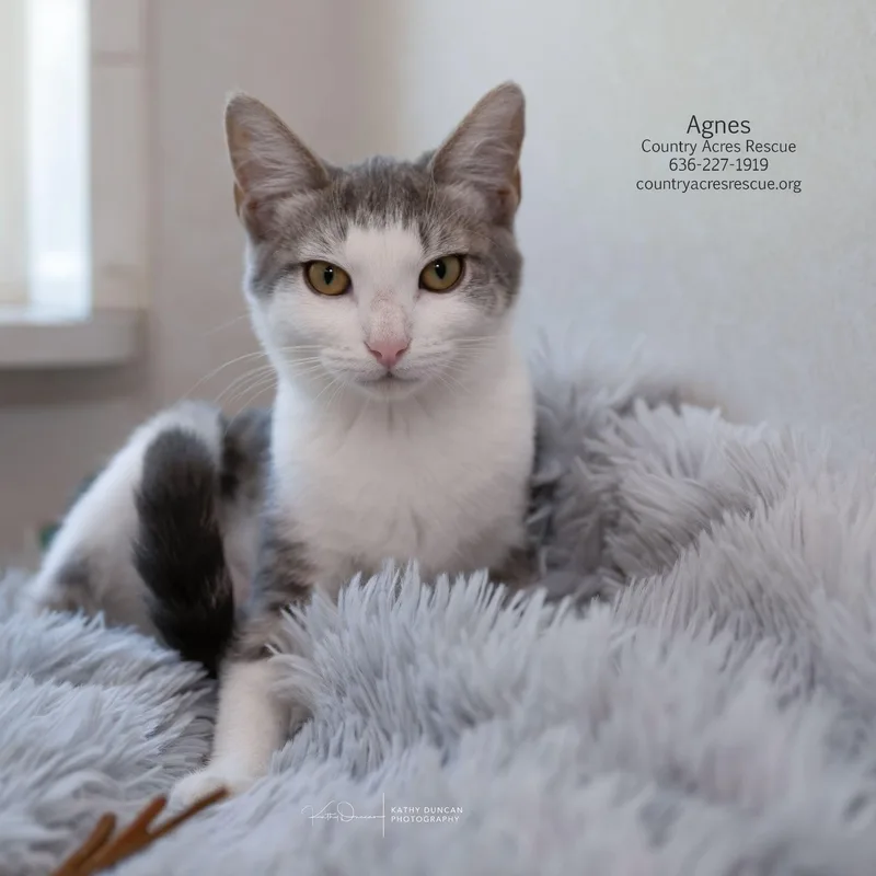 A baby medium-sized female Gray & White Domestic Short Hair cat named Agnes for adoption in Manchester, MO