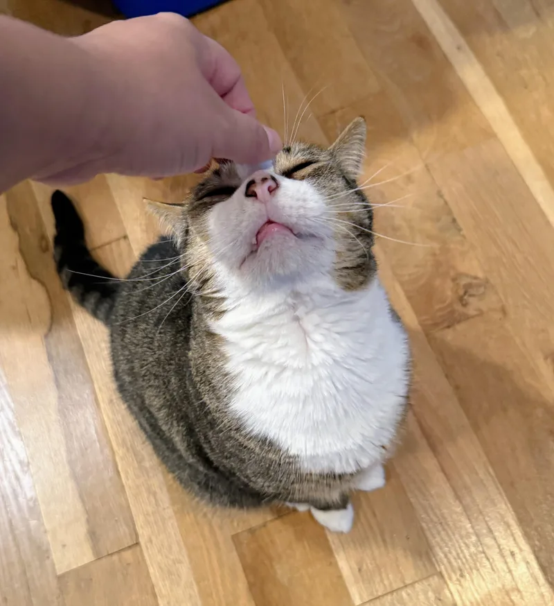An adult large-sized male Tabby (Brown / Chocolate) Domestic Short Hair cat named Burger King for adoption in Pearland, TX