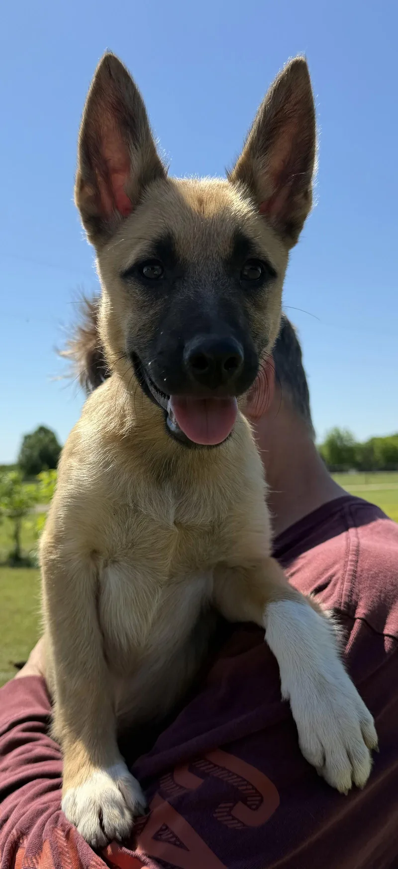A baby medium-sized female German Shepherd Dog dog named Harlow for adoption in Sebec, ME